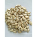 Round white  hybrid pumpkin seeds